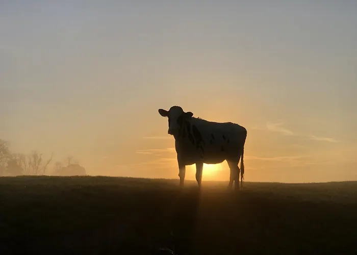 Tief 10 408 Daire Schillig